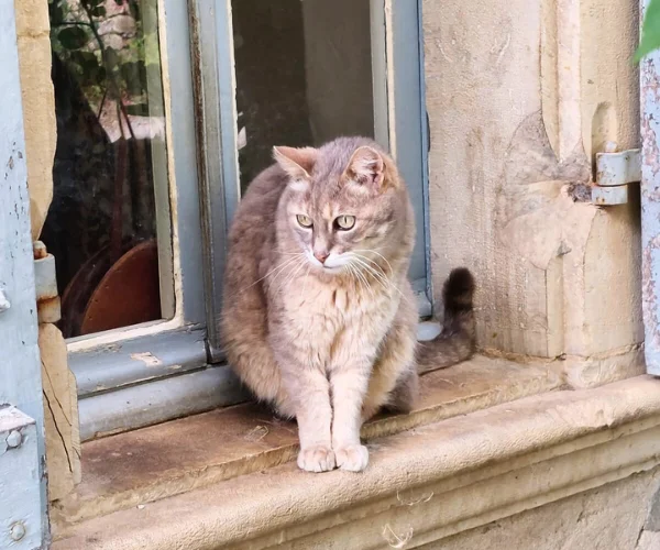 chat bruniquel